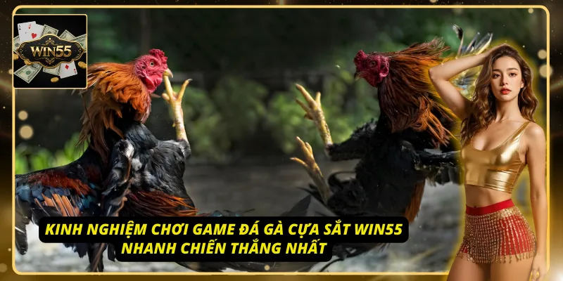 Nắm ngay các kinh nghiệm chơi đá gà cựa sắt Win55 từ người đi trước