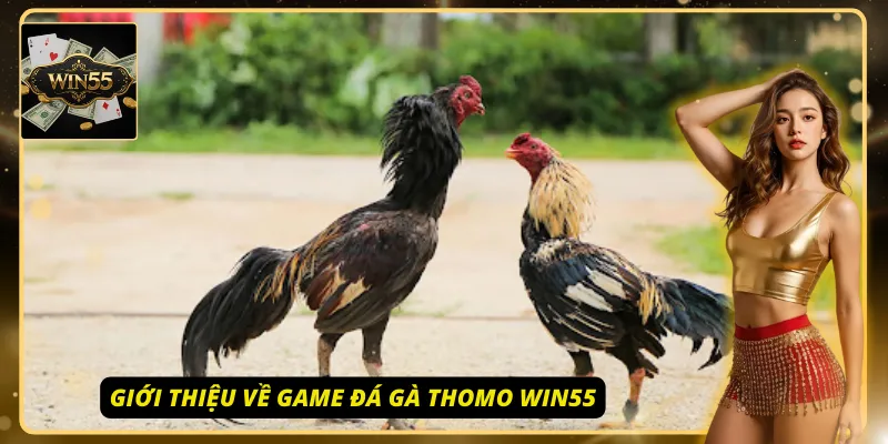 Game đá gà Thomo Win55 nhận được rất nhiều sự yêu thích của cộng đồng người chơi
