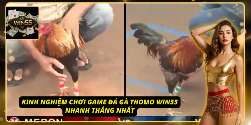 Nắm ngay các kinh nghiệm chơi game đá gà Thomo Win55 nhanh thắng nhất
