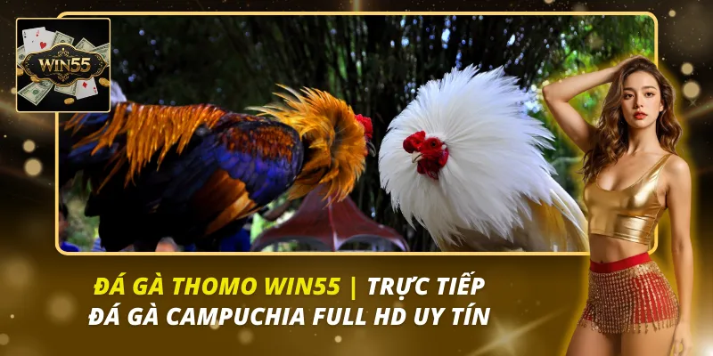 đá gà Thomo Win55
