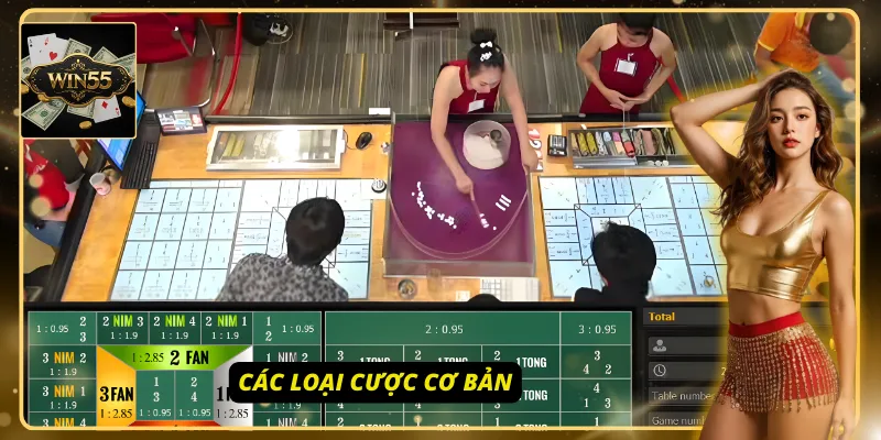 Hiểu rõ các loại cược cơ bản trong Fantan Win55