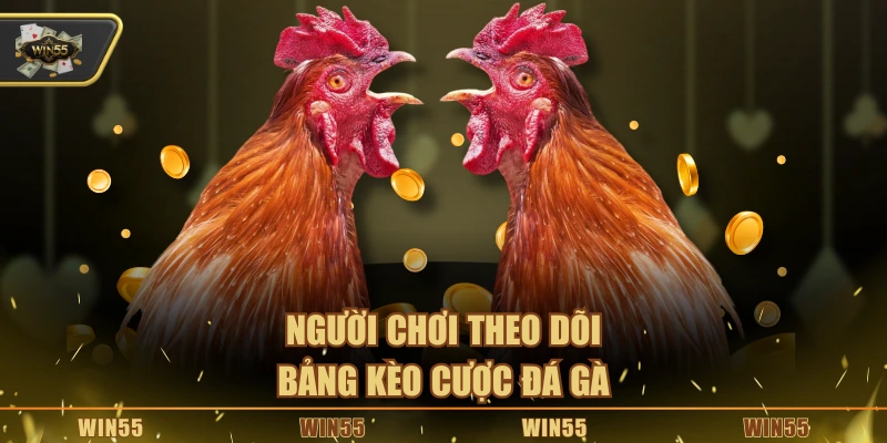 Người chơi theo dõi bảng kèo cược đá gà