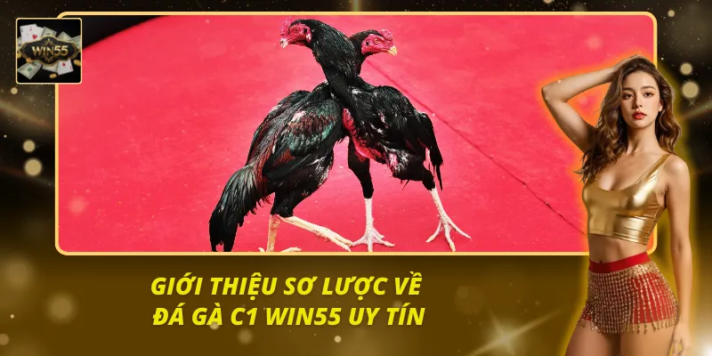 Tổng quan sơ lược về đá gà c1 win55