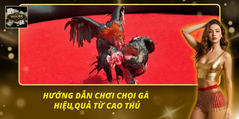 Kinh nghiệm khi chơi đá gà hiệu quả mà bạn nên nhớ